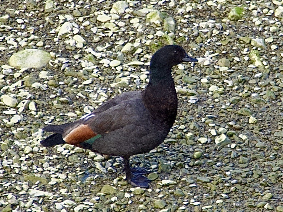 Paita maoria - ML641398312