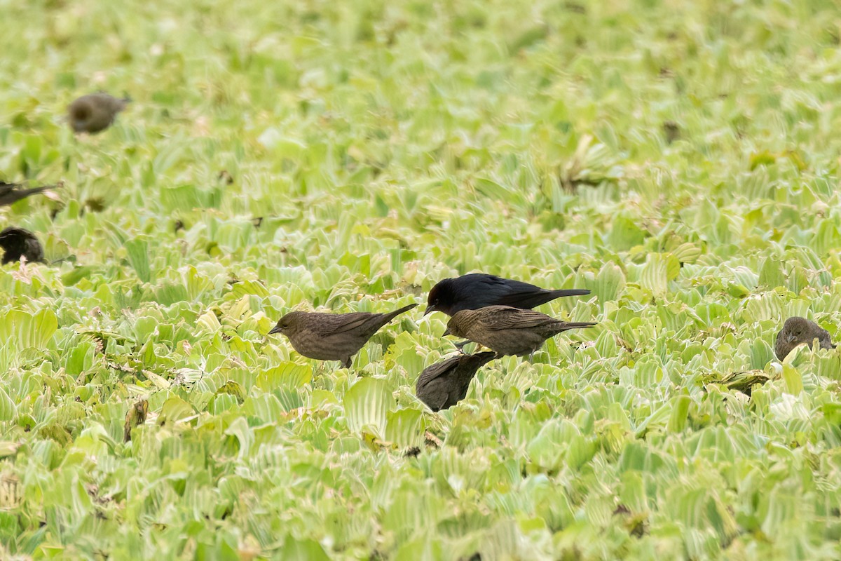 Chestnut-capped Blackbird - ML641398314
