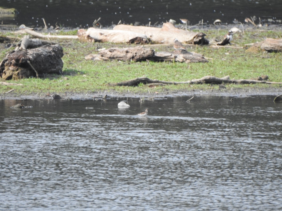 Least Sandpiper - ML641398334