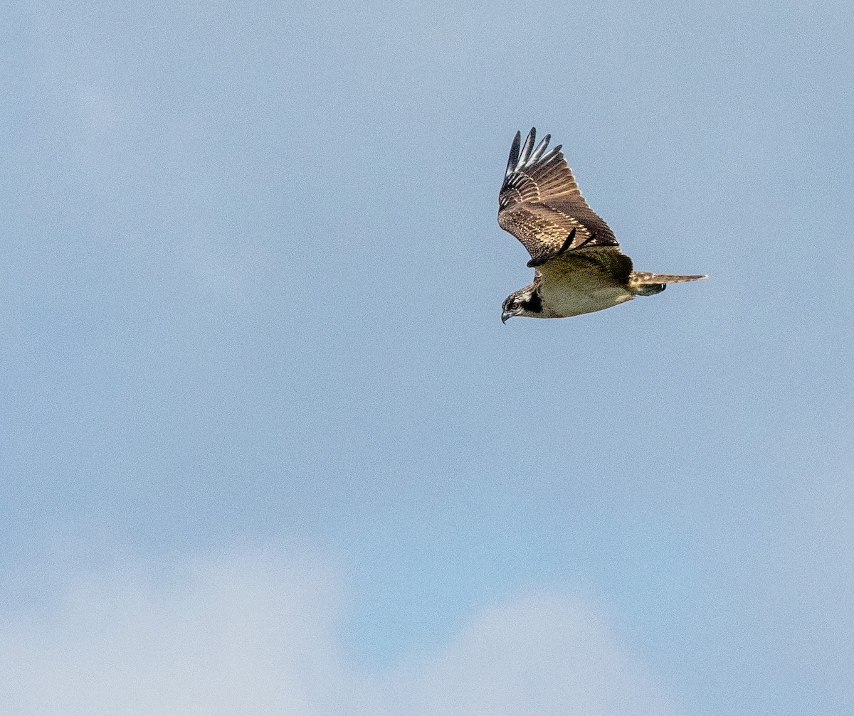 Osprey - ML641398355