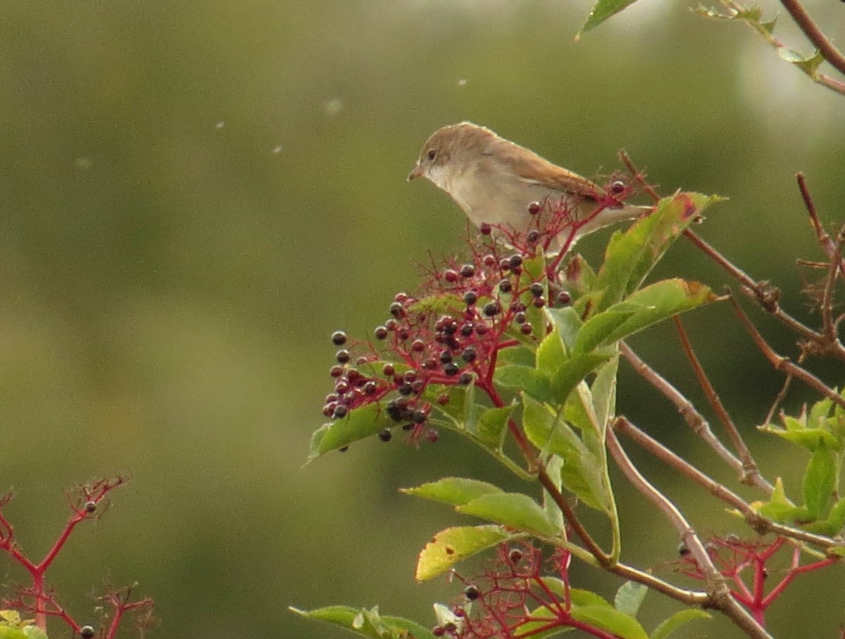 Greater Whitethroat - ML641398374