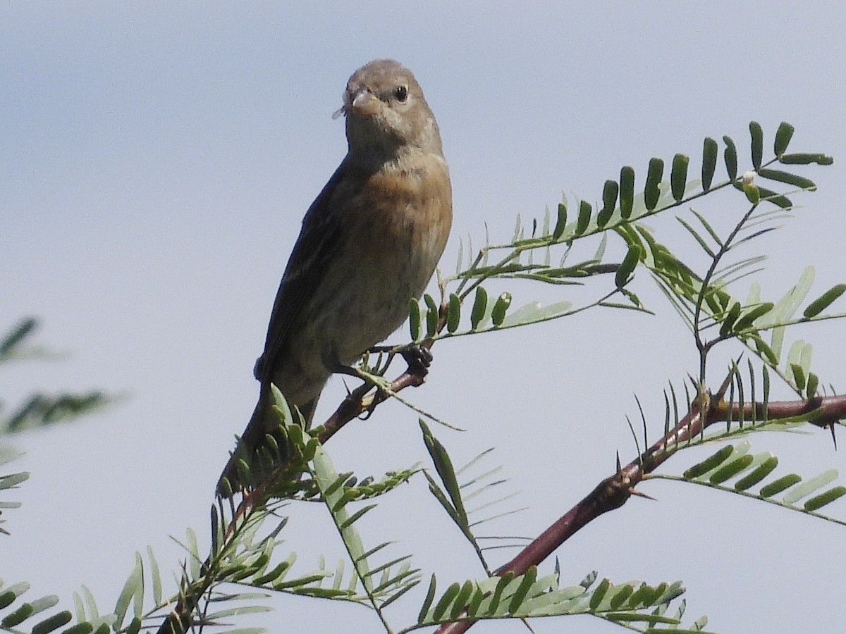 Lazuli Bunting - ML641398376