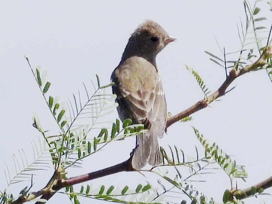Lazuli Bunting - ML641398377