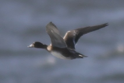 Eurasian Wigeon - ML641398389