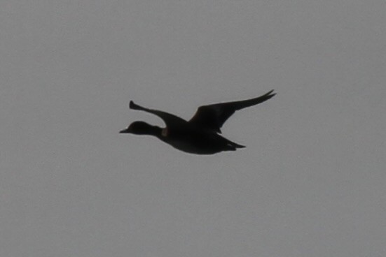 Eurasian Wigeon - ML641398390