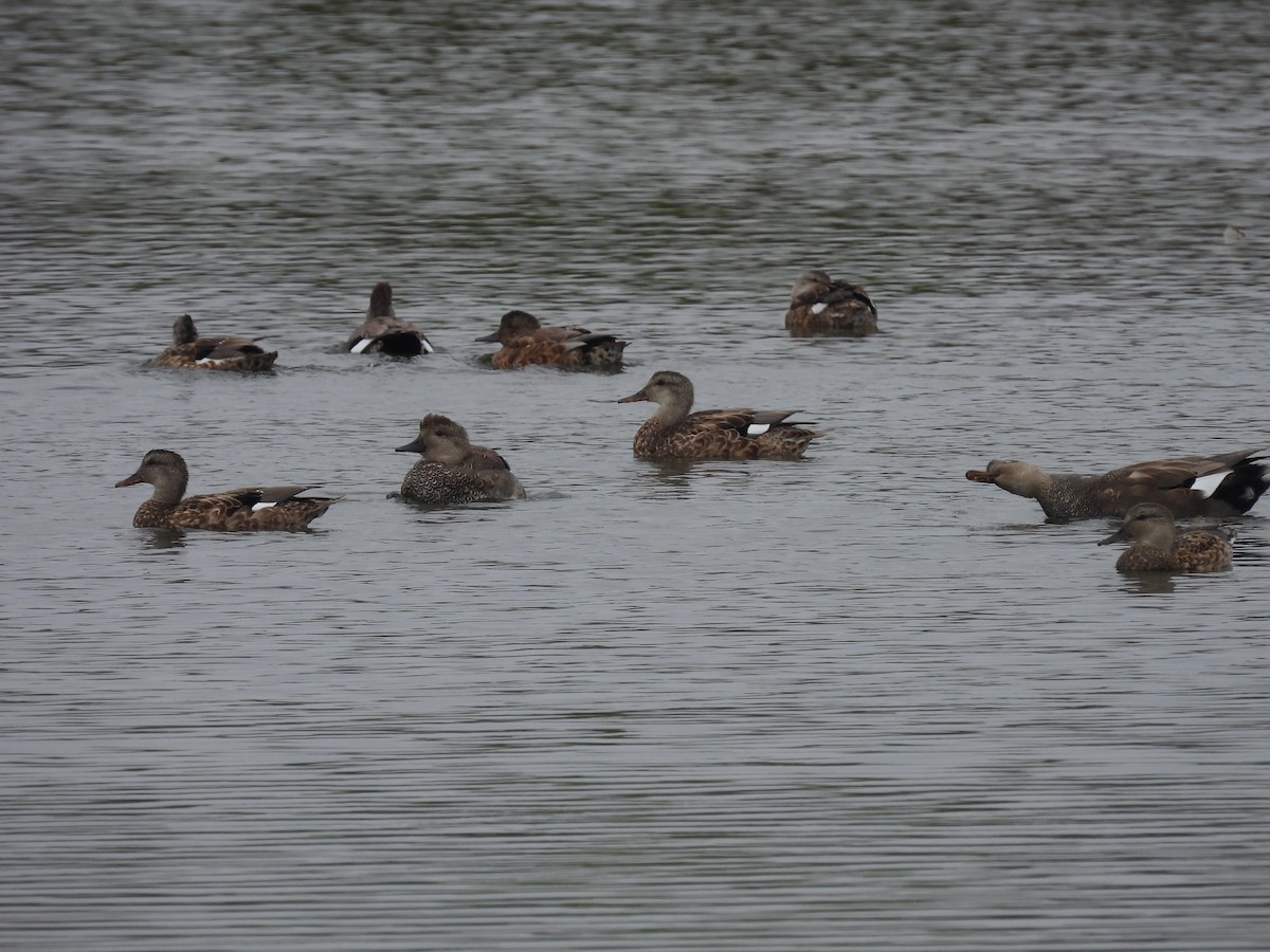 Gadwall - ML641398397