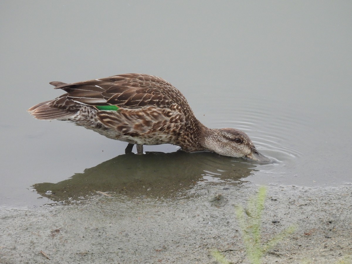 Green-winged Teal - ML641398399