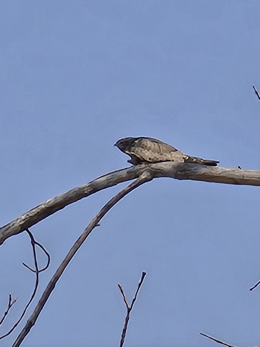Common Nighthawk - ML641398402