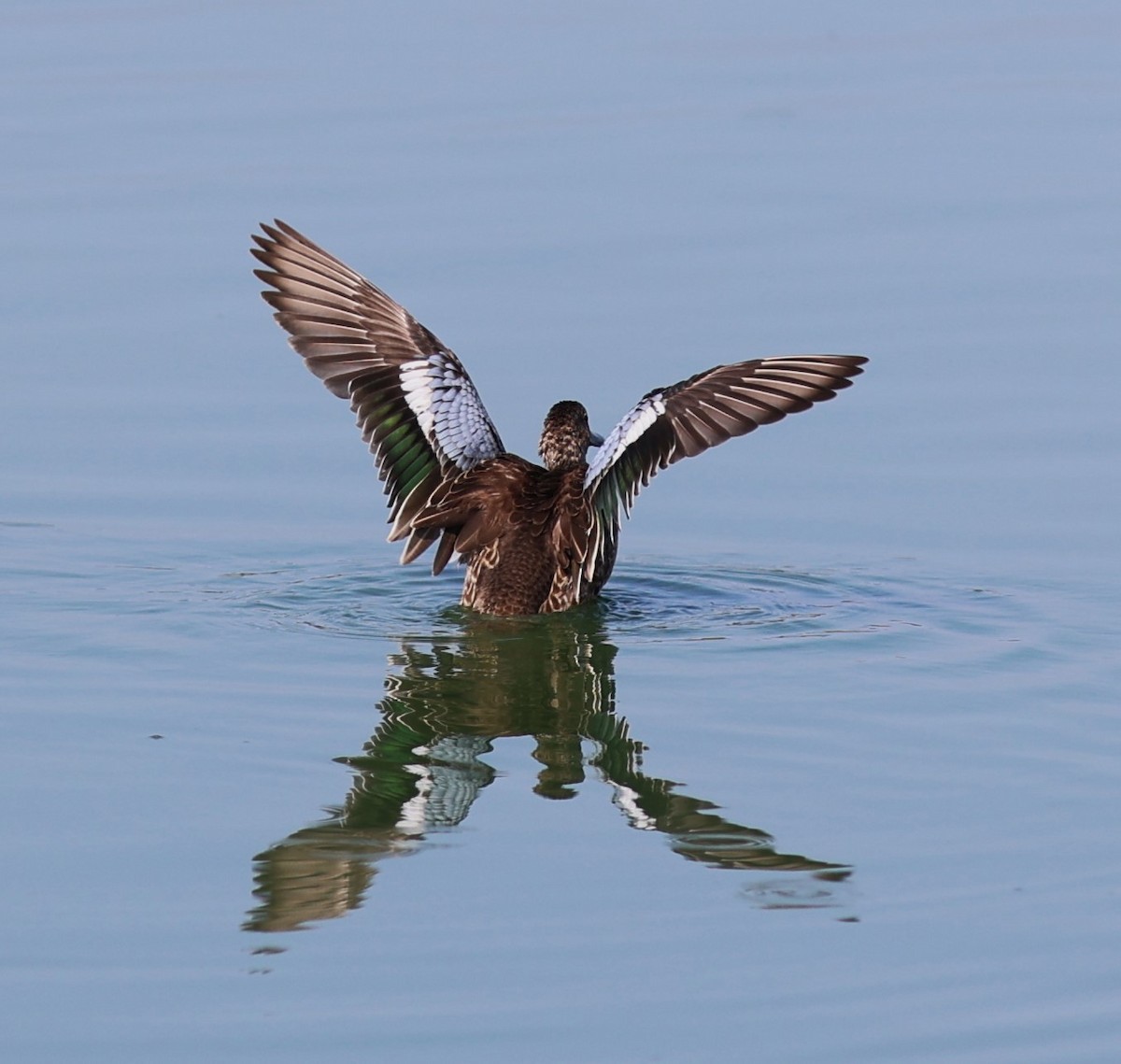 Cinnamon Teal - ML641398404