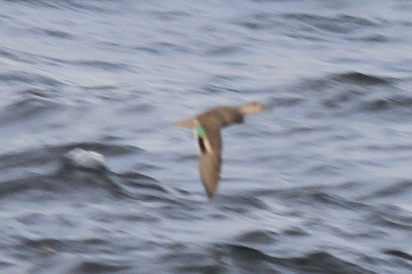 Green-winged Teal - ML641398405
