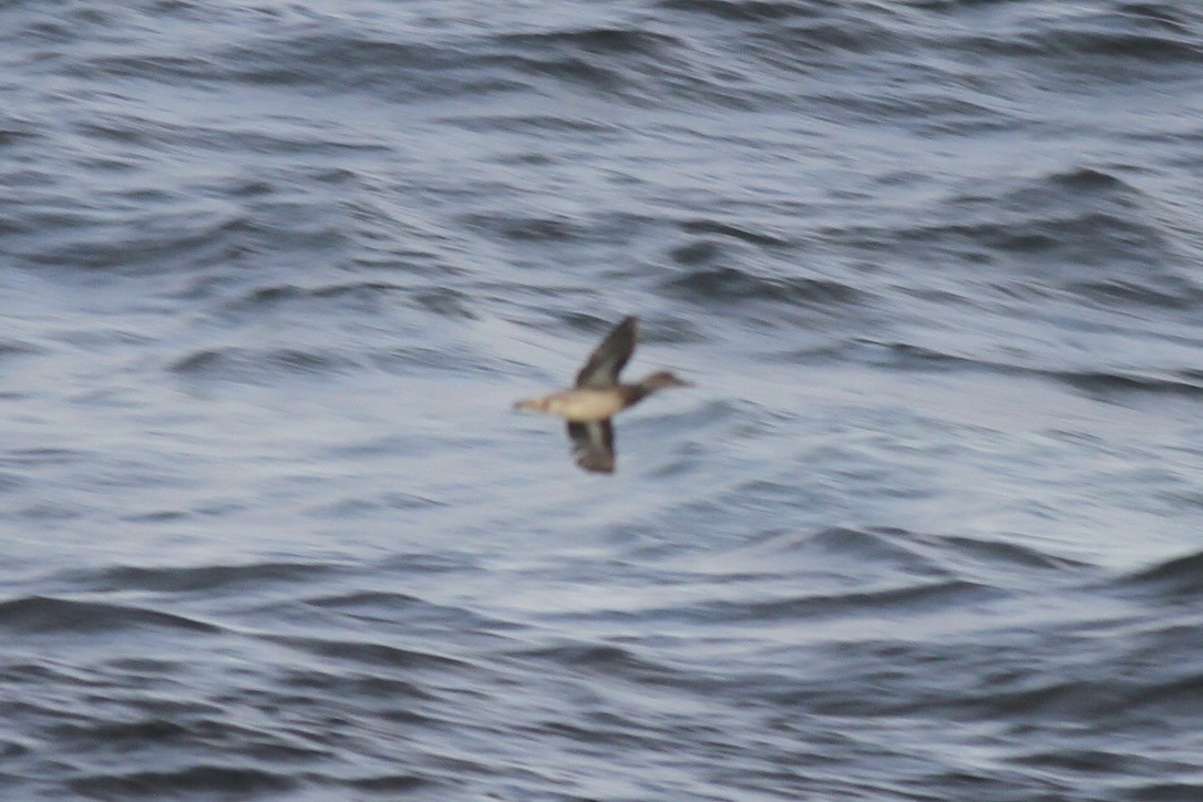 Green-winged Teal - ML641398406
