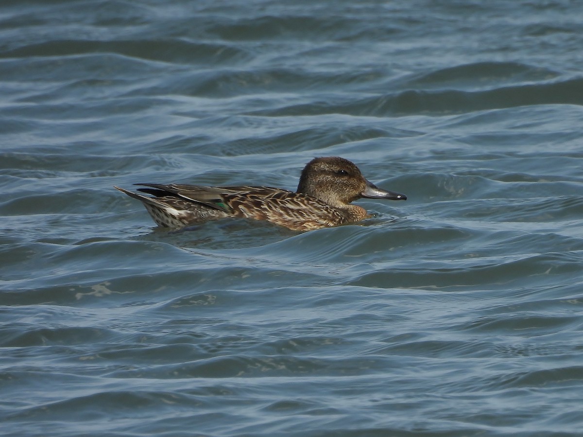 Green-winged Teal - ML641398413