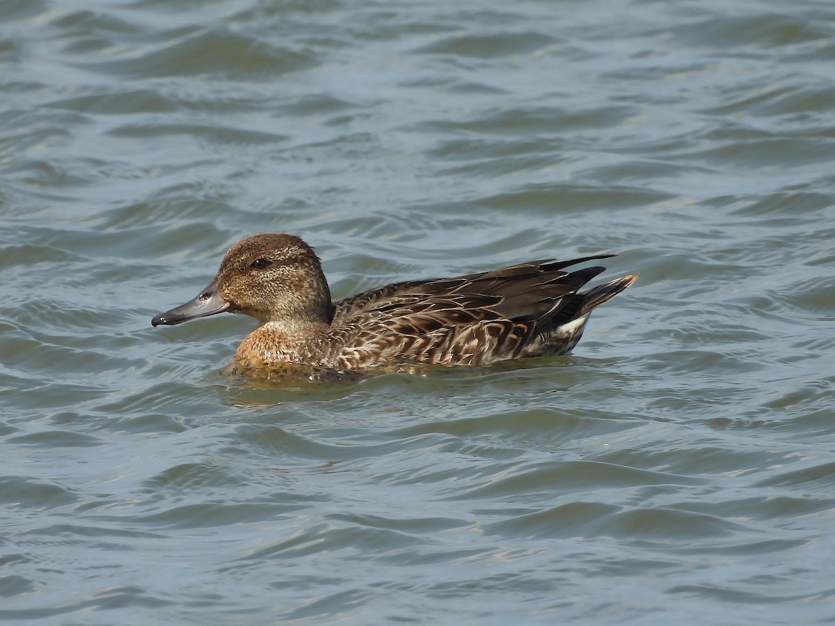 Green-winged Teal - ML641398414