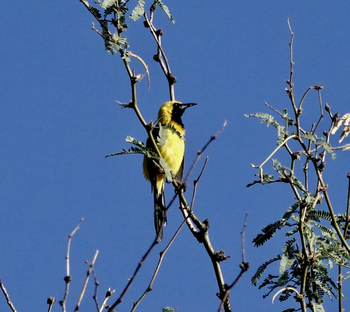 Hooded Oriole (nelsoni Group) - ML641398418