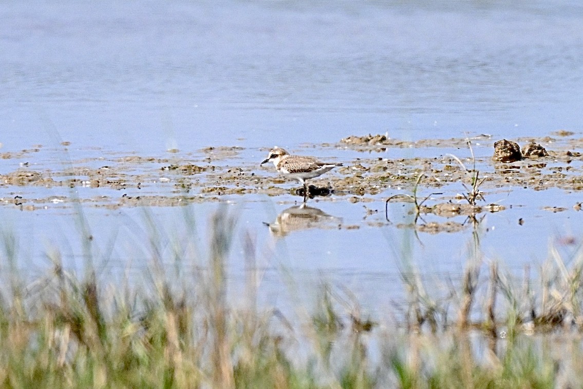 Kentish Plover - ML641398425
