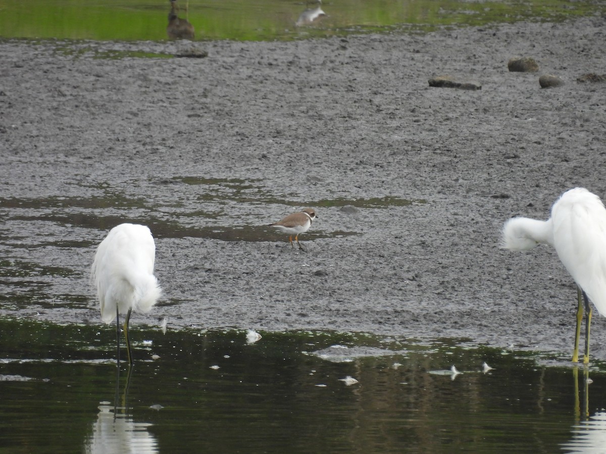 Semipalmated Plover - ML641398457
