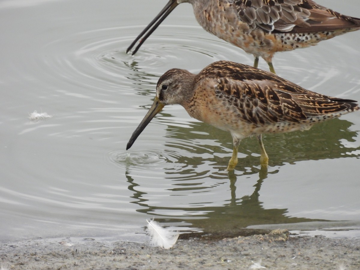 Short-billed/Long-billed Dowitcher - ML641398466