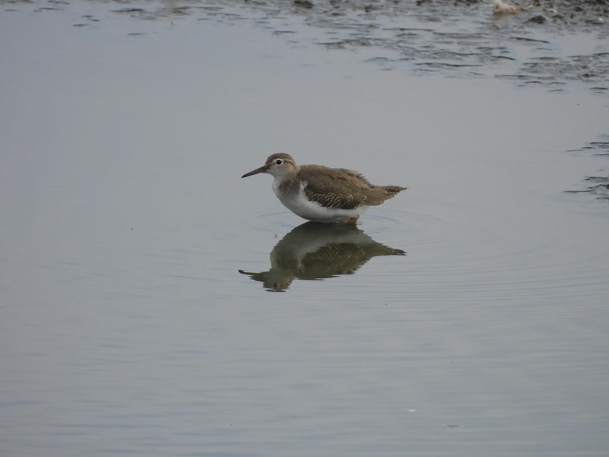 Spotted Sandpiper - ML641398472