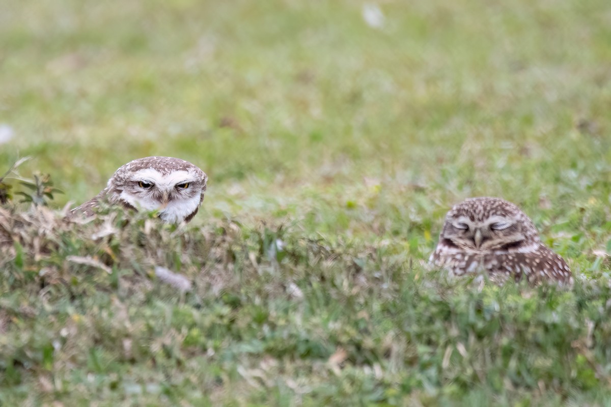 Burrowing Owl - ML641398476