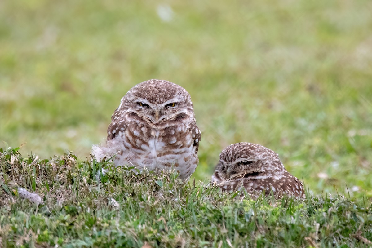 Burrowing Owl - ML641398477