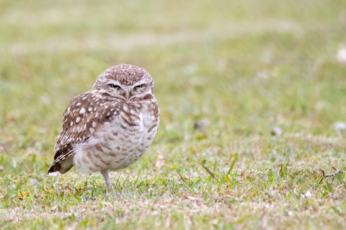 Burrowing Owl - ML641398479