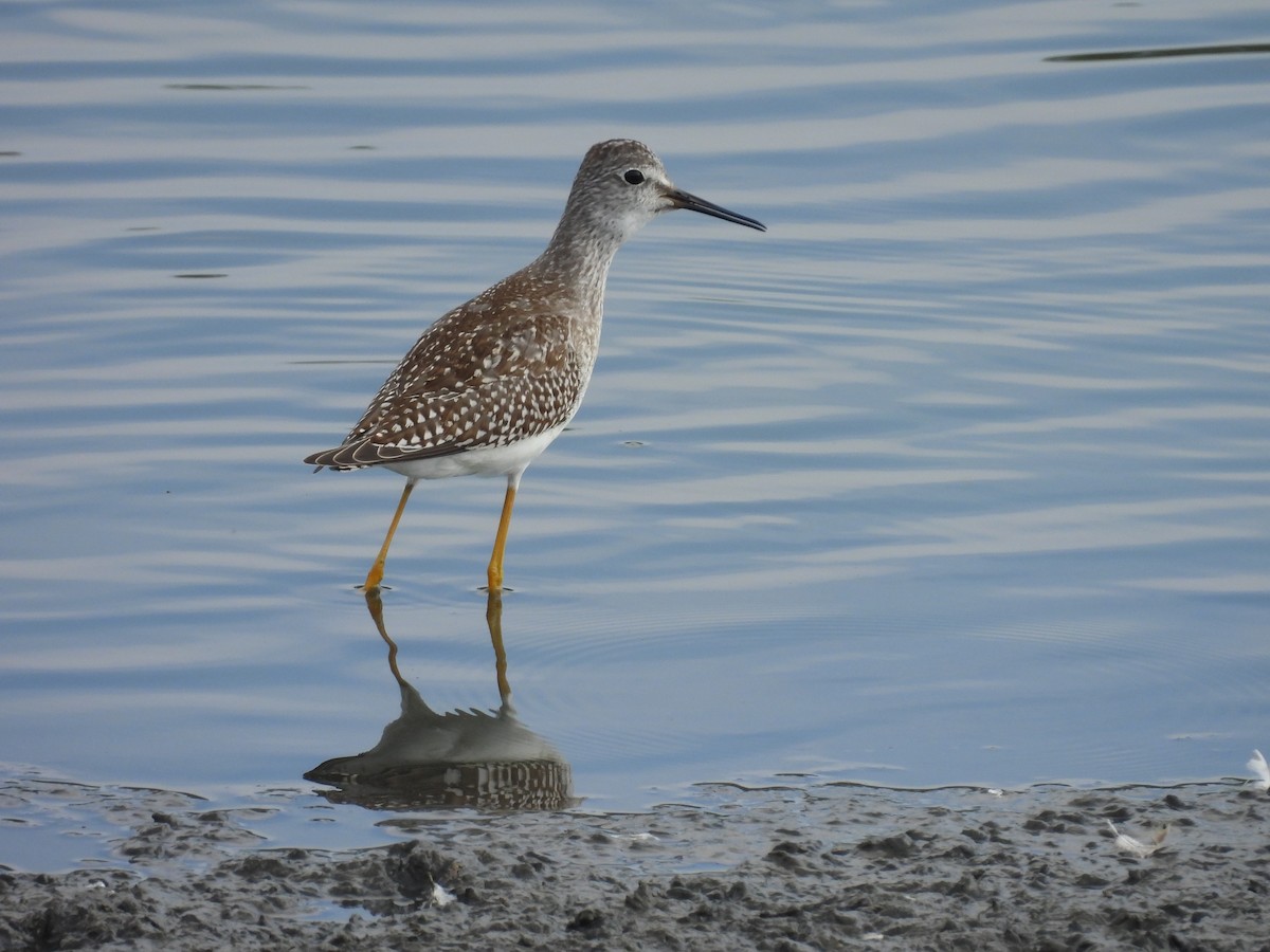 Lesser Yellowlegs - ML641398486