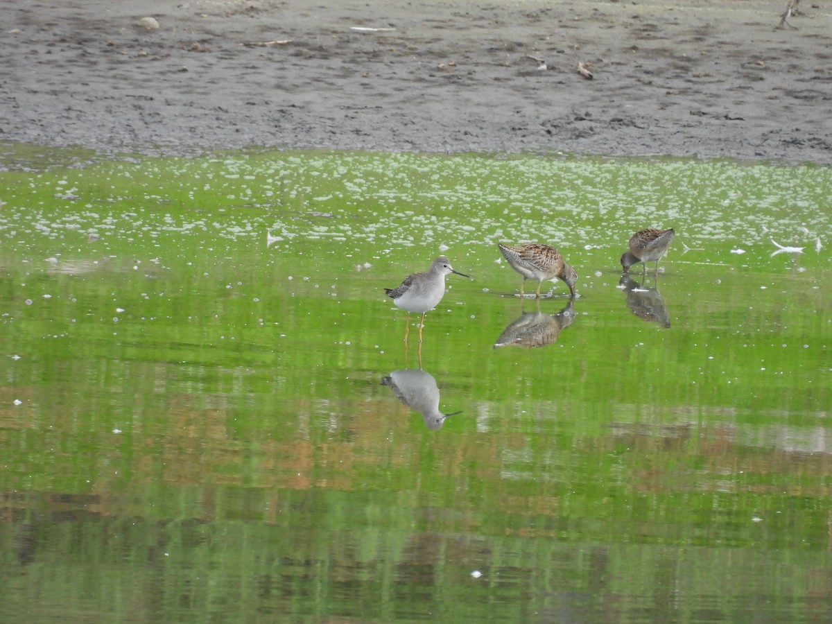 Lesser Yellowlegs - ML641398510