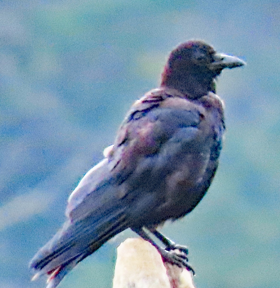 American Crow - ML641398539