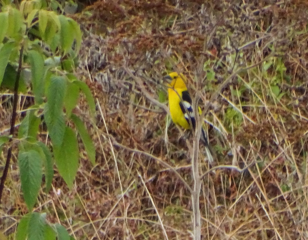 Golden Grosbeak - ML641398552
