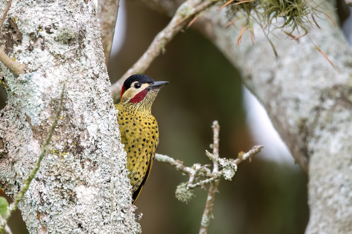 Green-barred Woodpecker - ML641398554