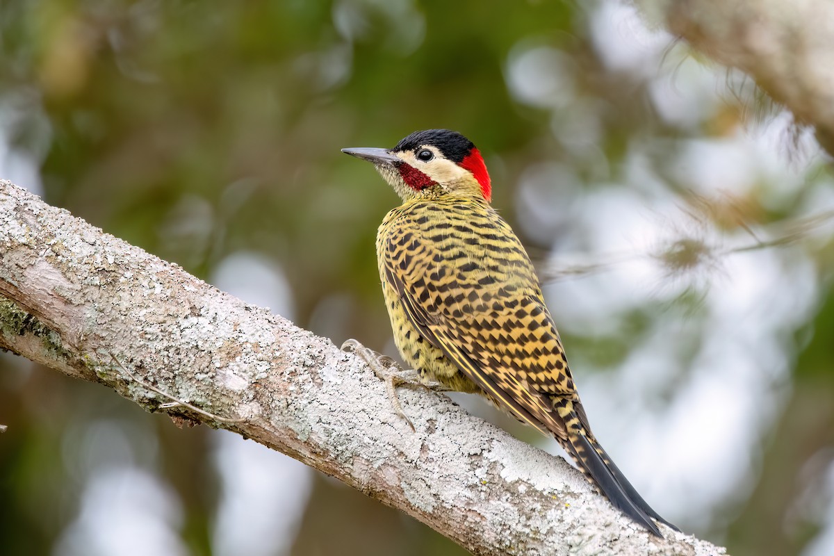 Green-barred Woodpecker - ML641398555