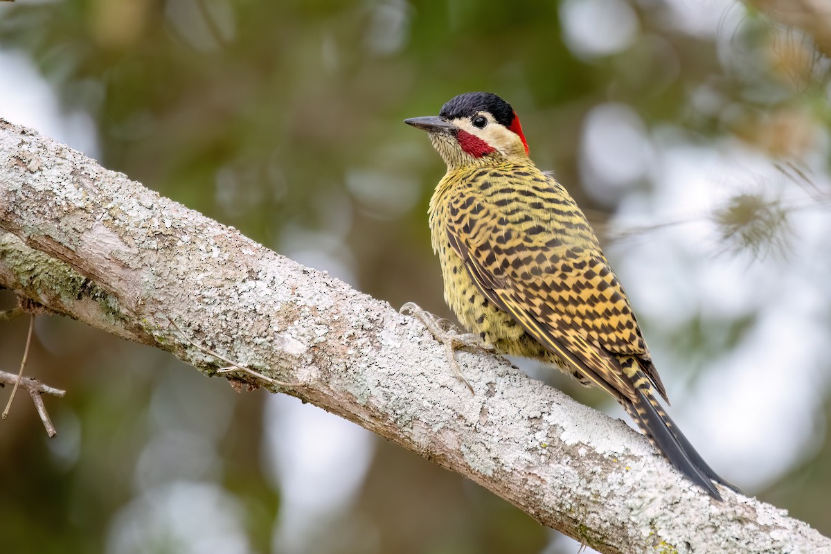 Green-barred Woodpecker - ML641398556