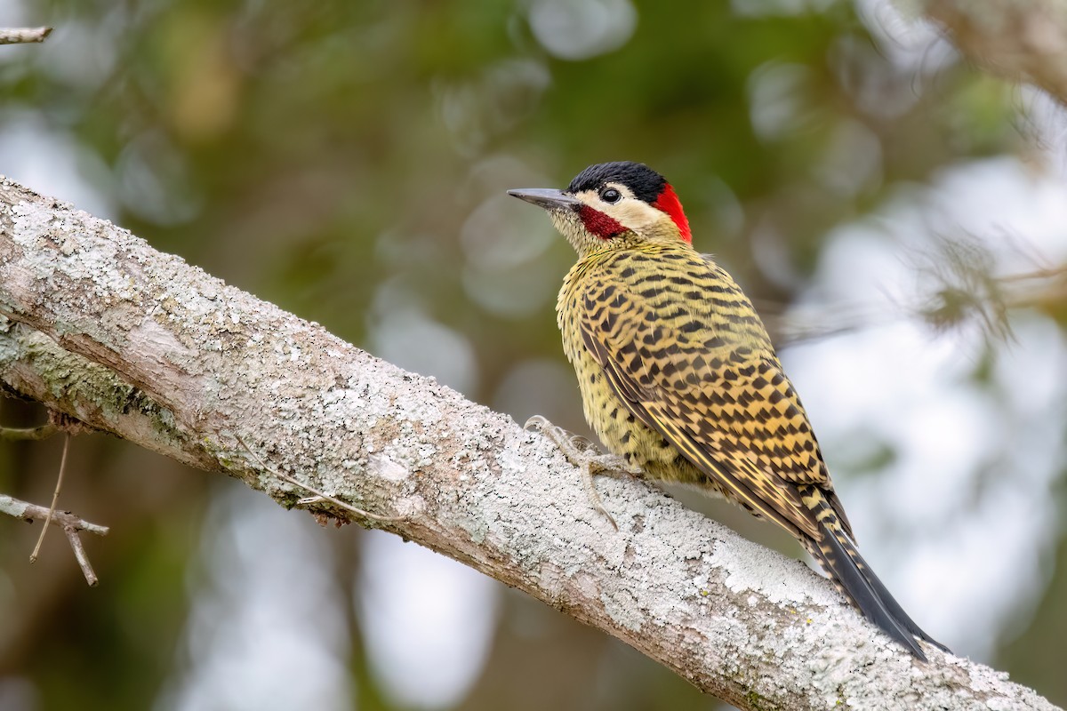 Green-barred Woodpecker - ML641398557