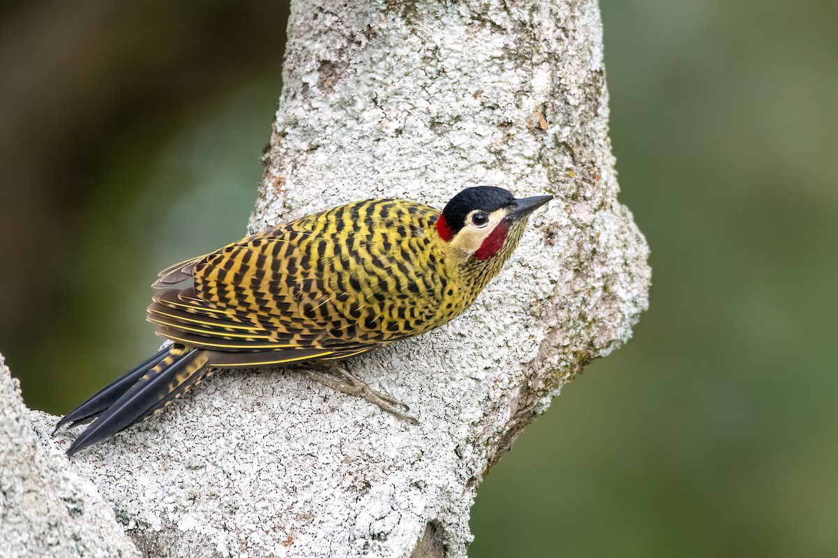 Green-barred Woodpecker - ML641398558