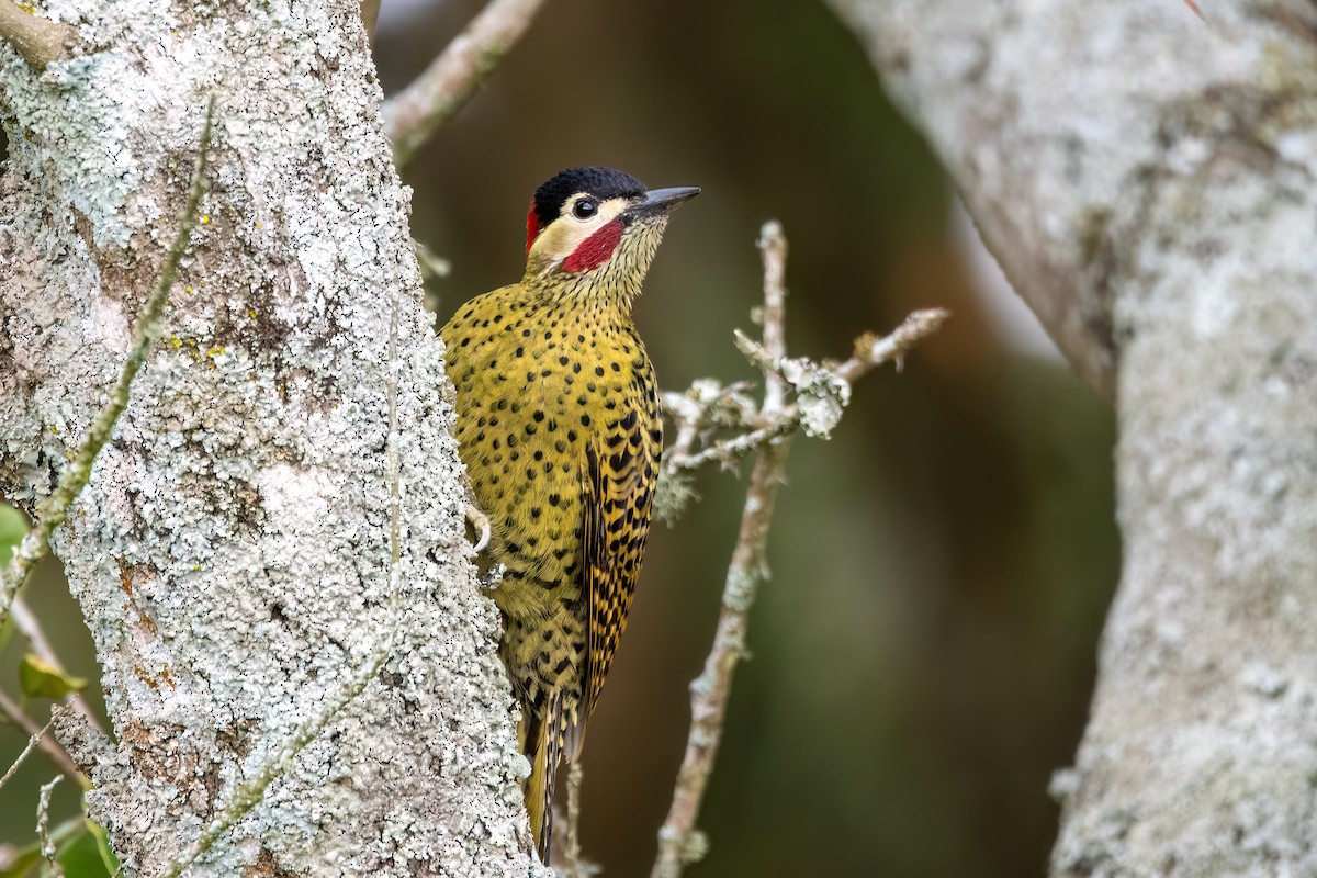 Green-barred Woodpecker - ML641398559