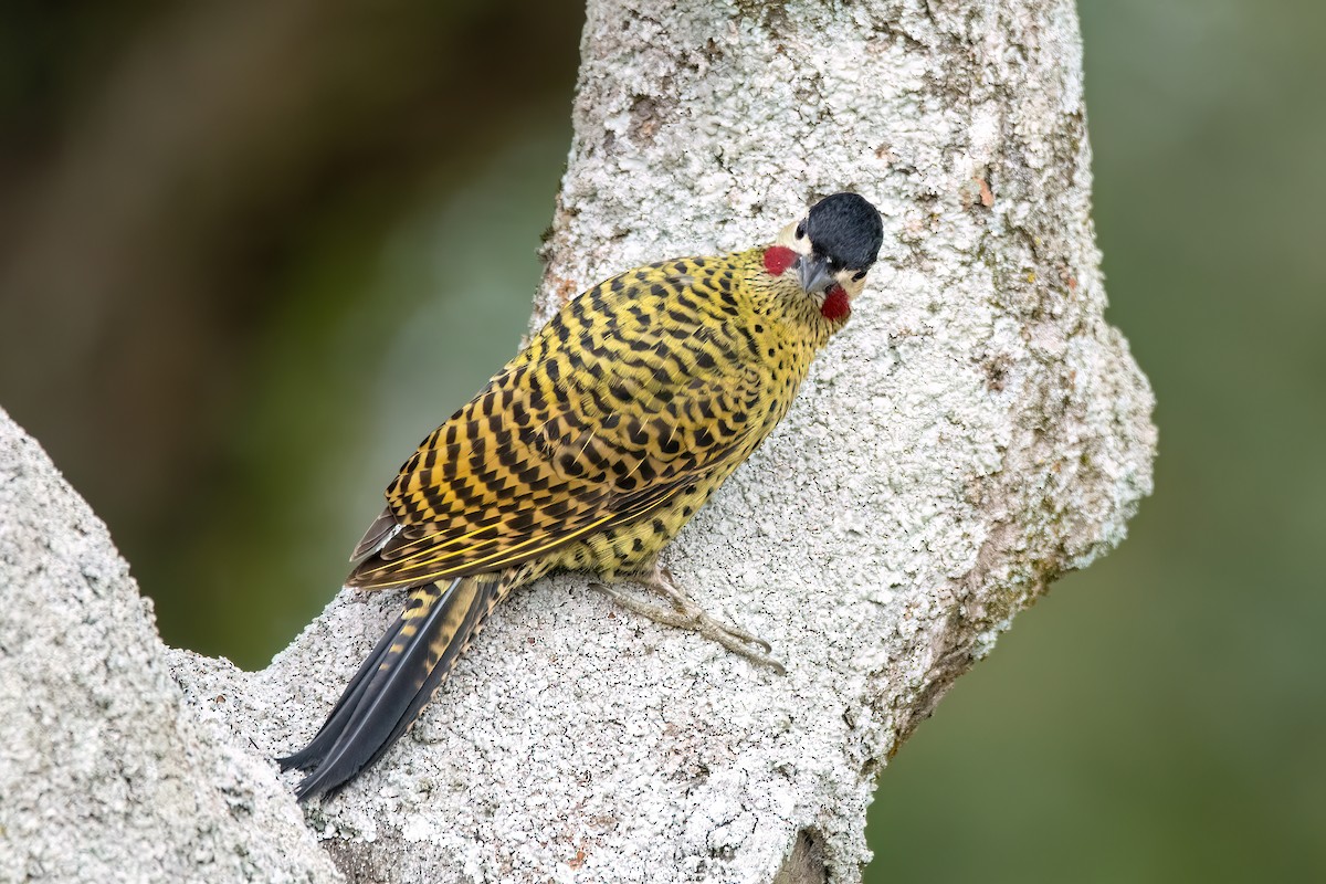 Green-barred Woodpecker - ML641398560