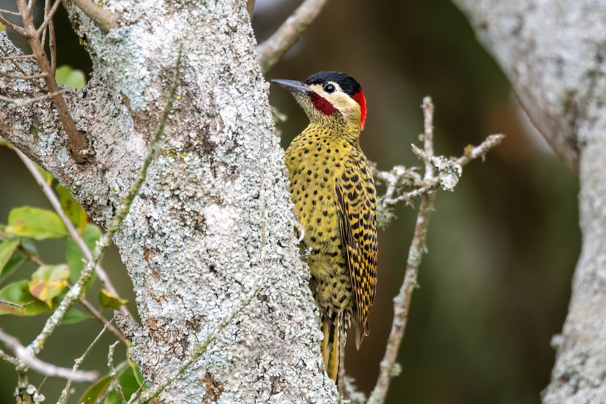 Green-barred Woodpecker - ML641398561