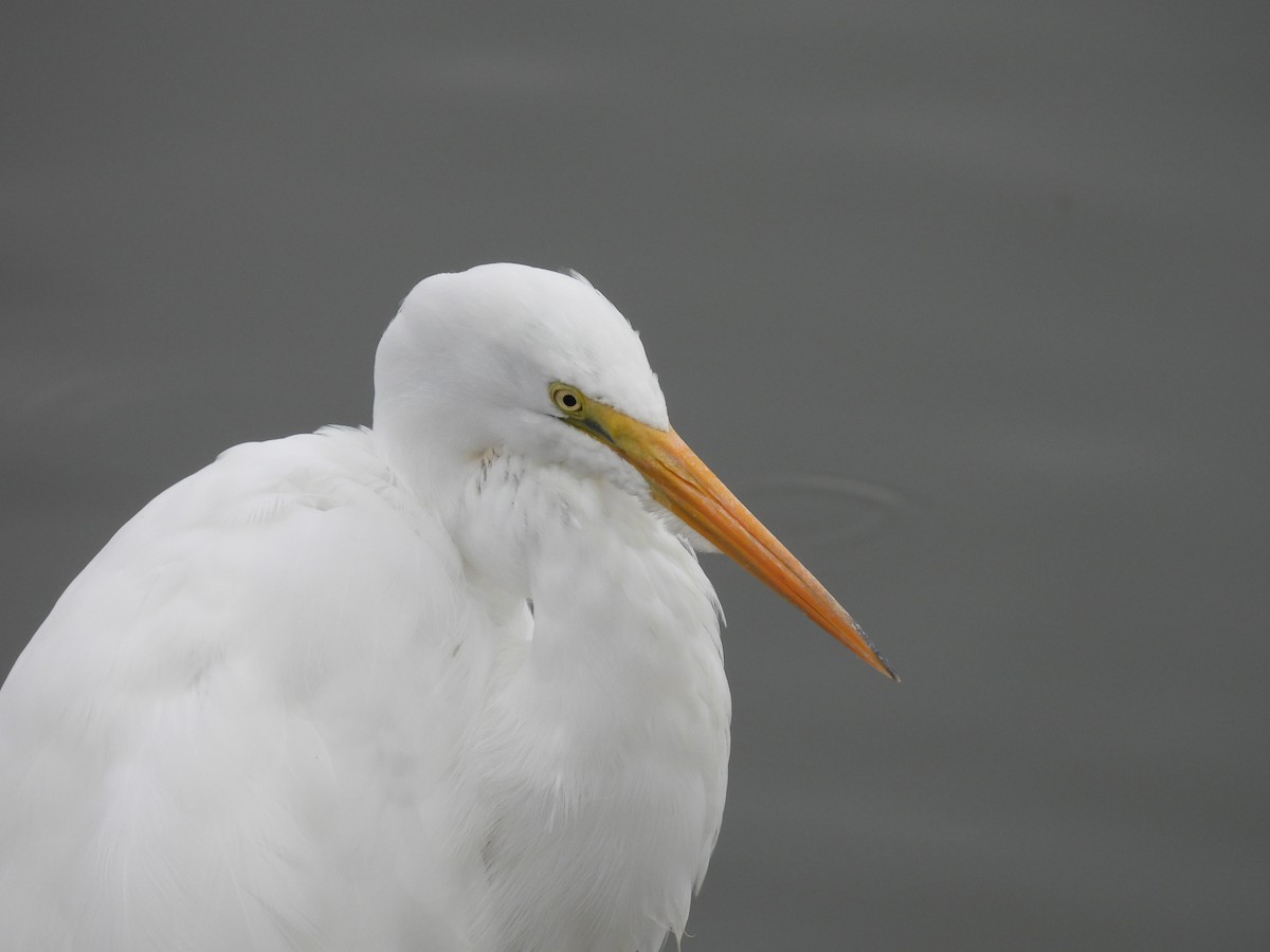 Great Egret - ML641398565