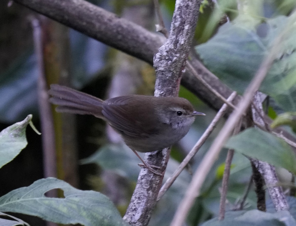 Philippine Bush Warbler - ML641398569