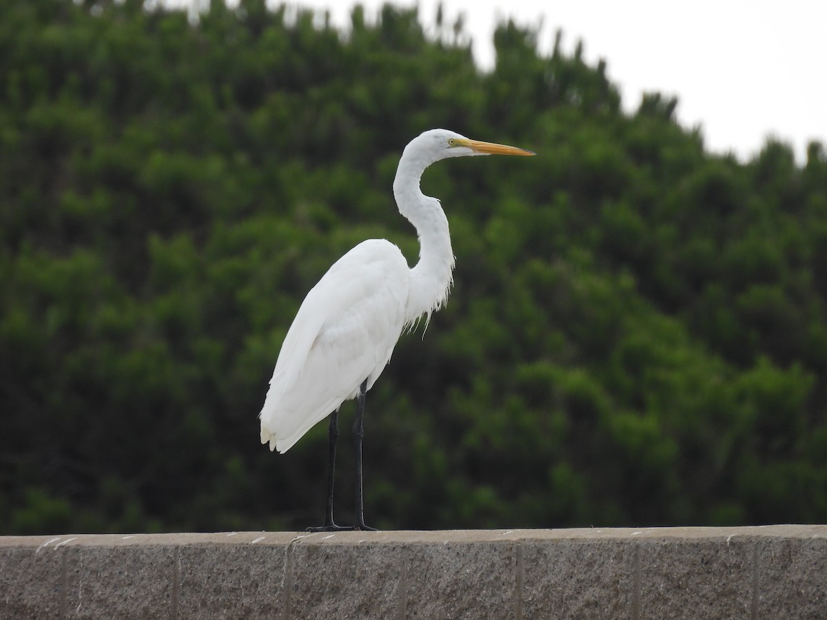 Great Egret - ML641398571