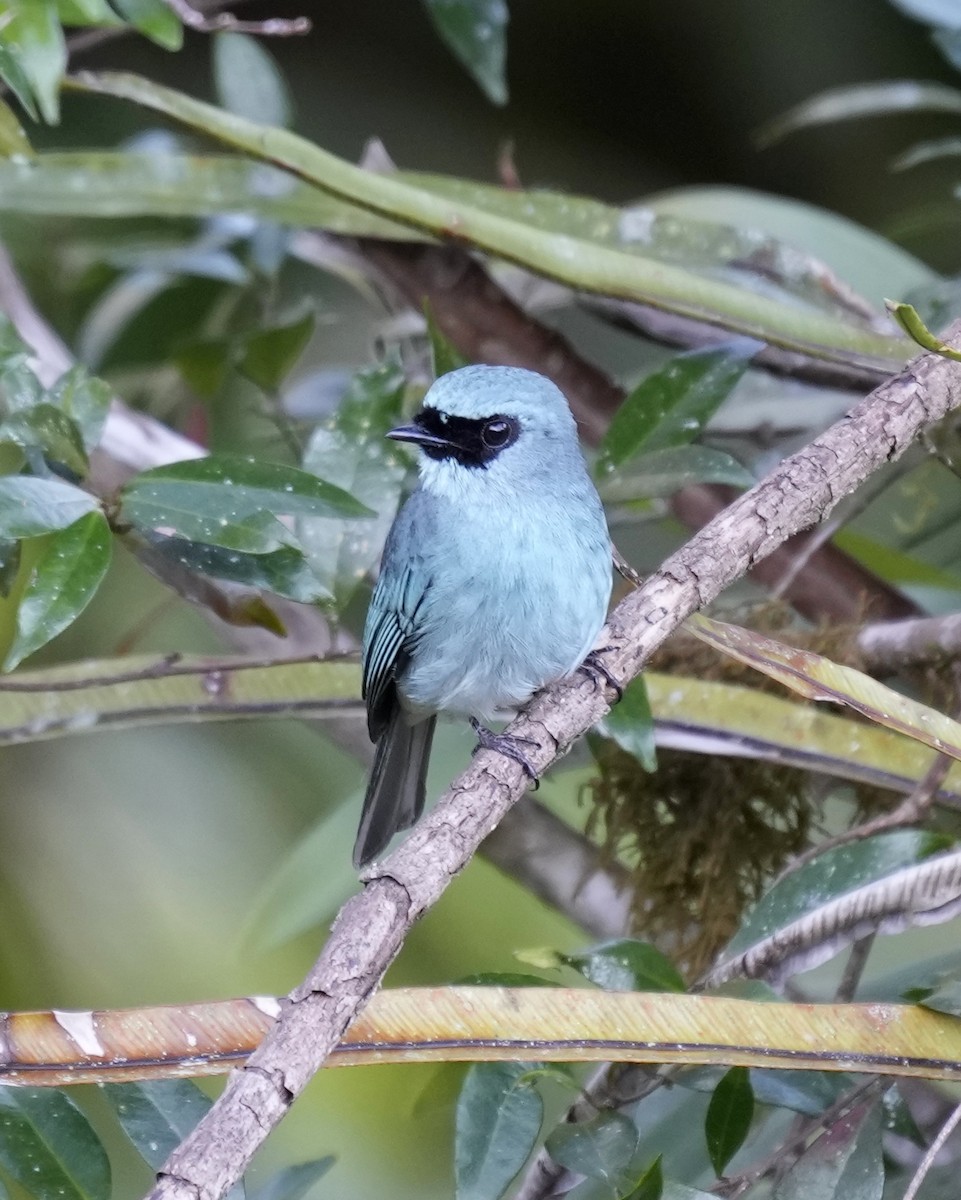 Turquoise Flycatcher - ML641398573