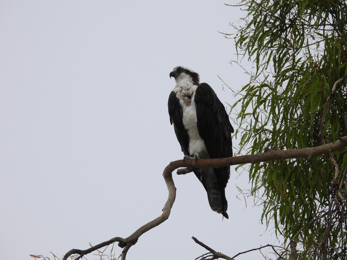 Osprey - ML641398574