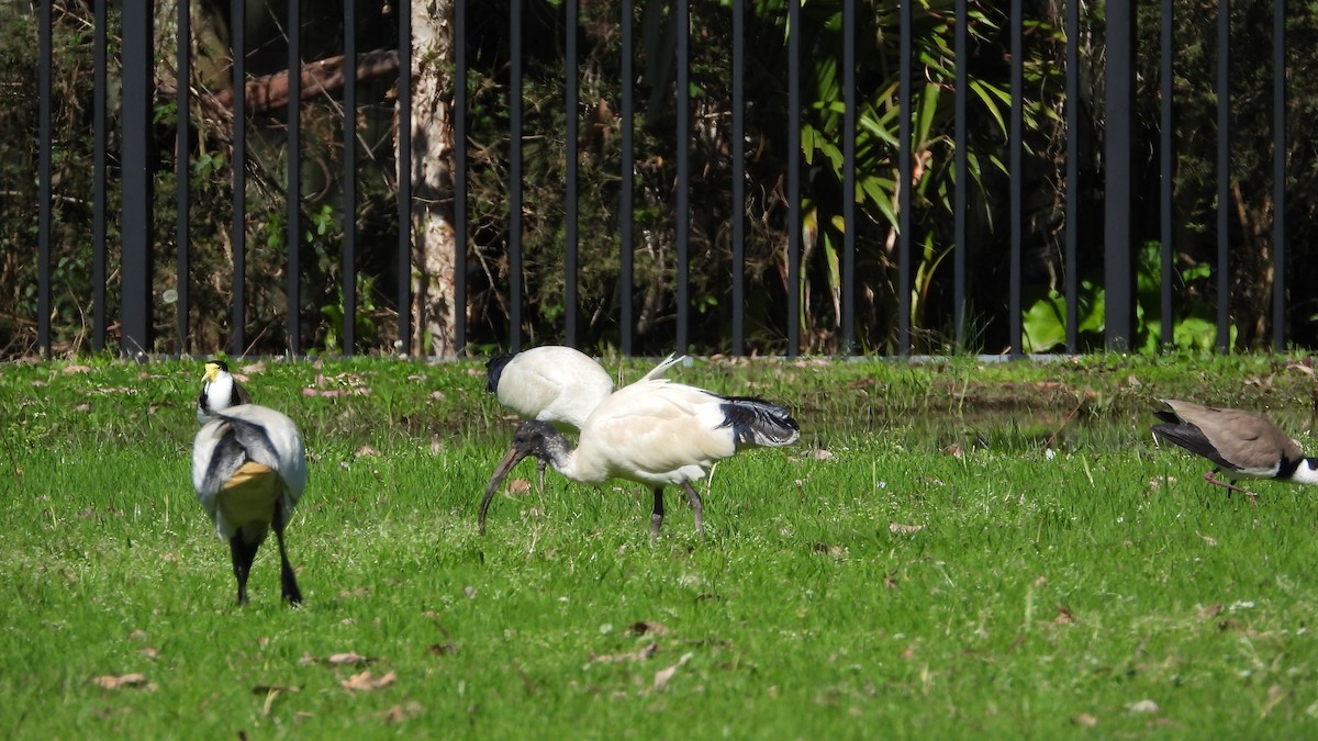 Australian Ibis - ML641398586