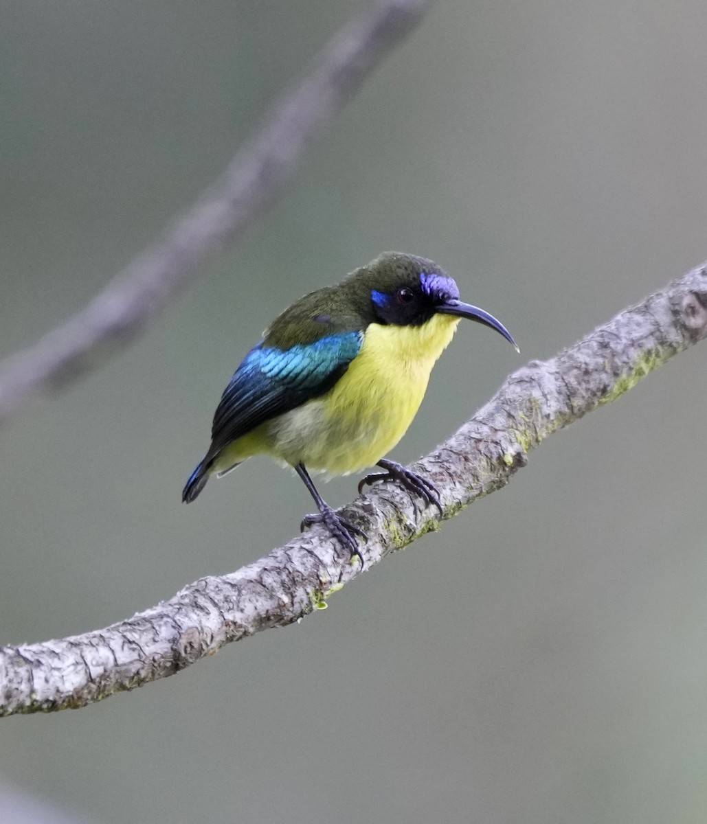 Metallic-winged Sunbird - ML641398587