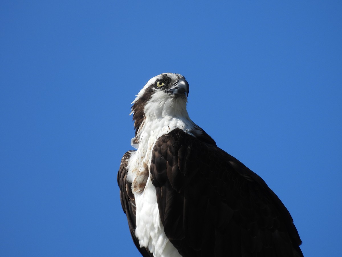 Osprey - ML641398588