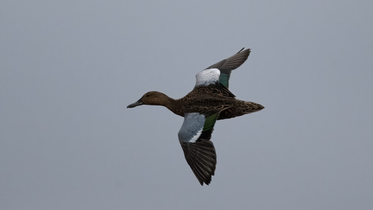 Cinnamon Teal - ML641398594