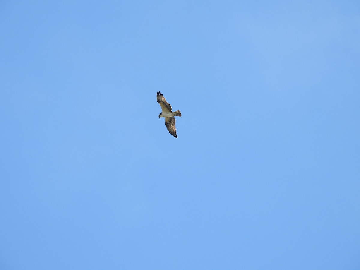 Osprey - ML641398597