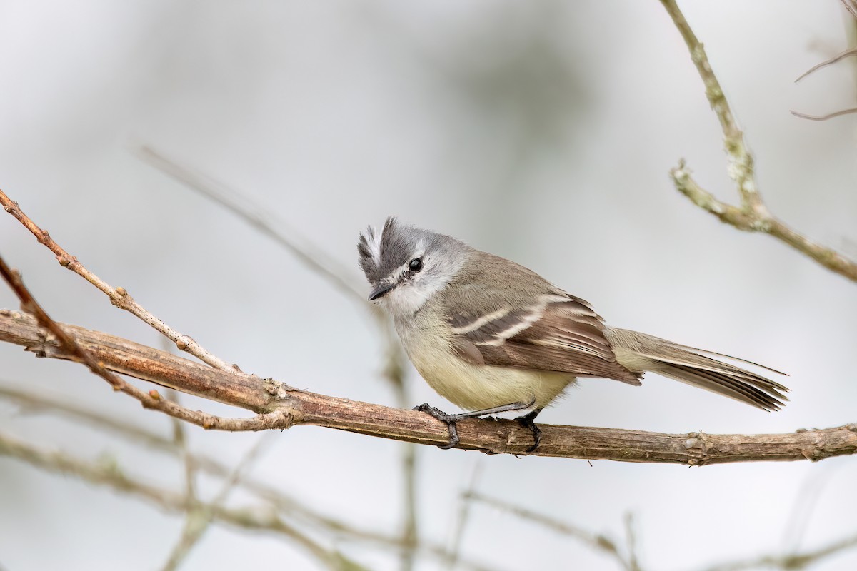 White-crested Tyrannulet - ML641398598
