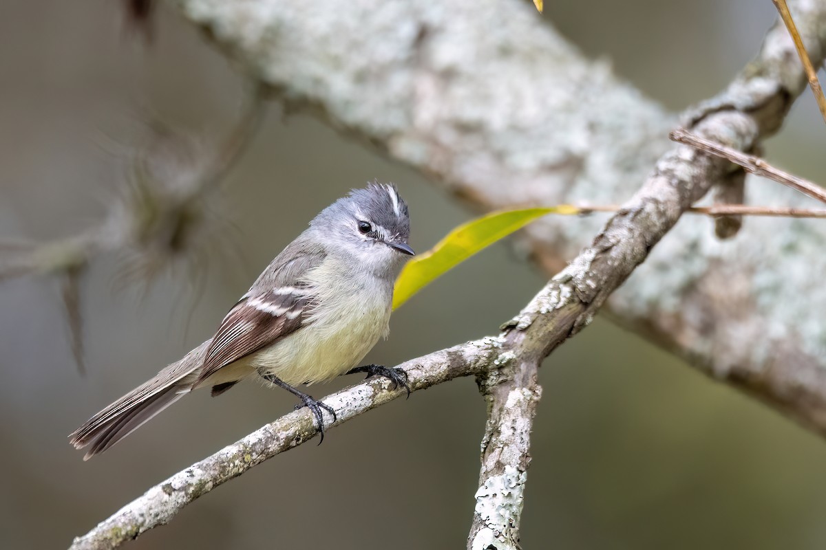White-crested Tyrannulet - ML641398599