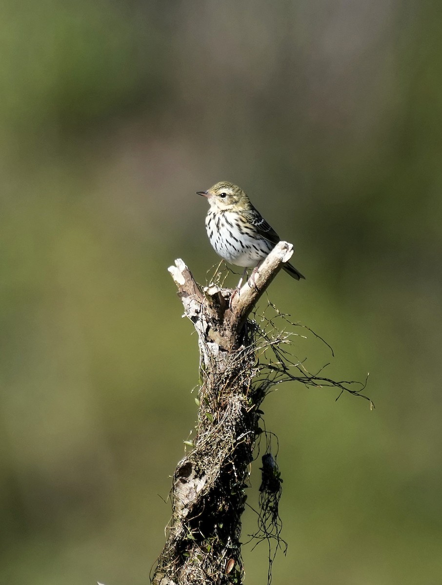 Olive-backed Pipit - ML641398600